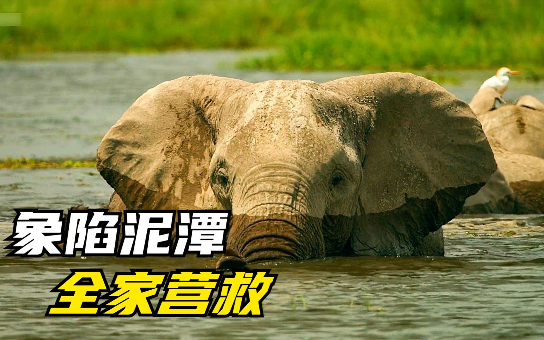 卡迪夫城主场落败，陷入保级泥潭的简单介绍