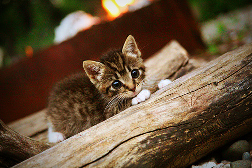 洲际热身赛巅峰对话，伦纳德狂砍41分，森林狼加时险胜广东男篮