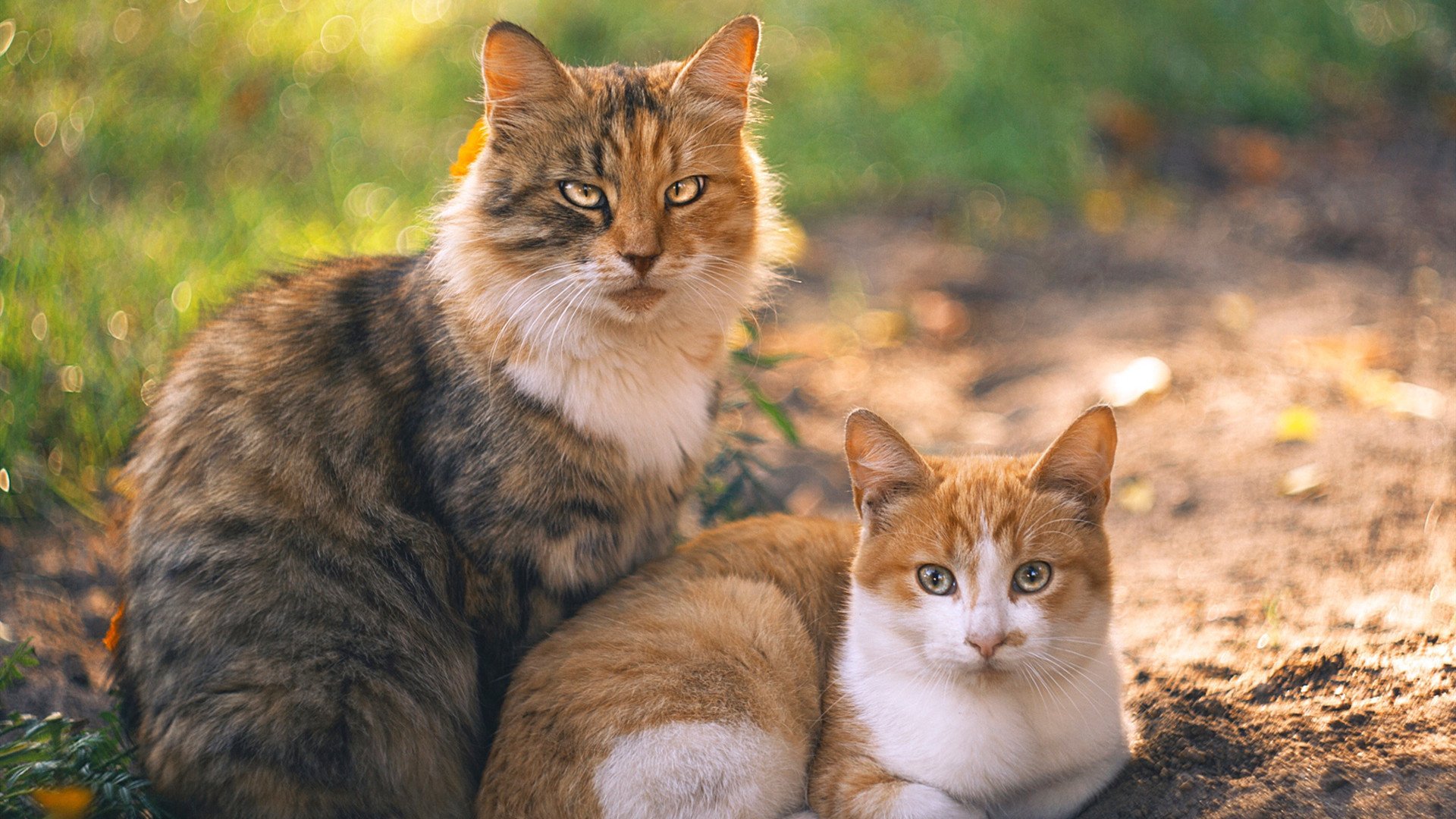 广厦末节风云起，米切尔一骑绝尘定乾坤