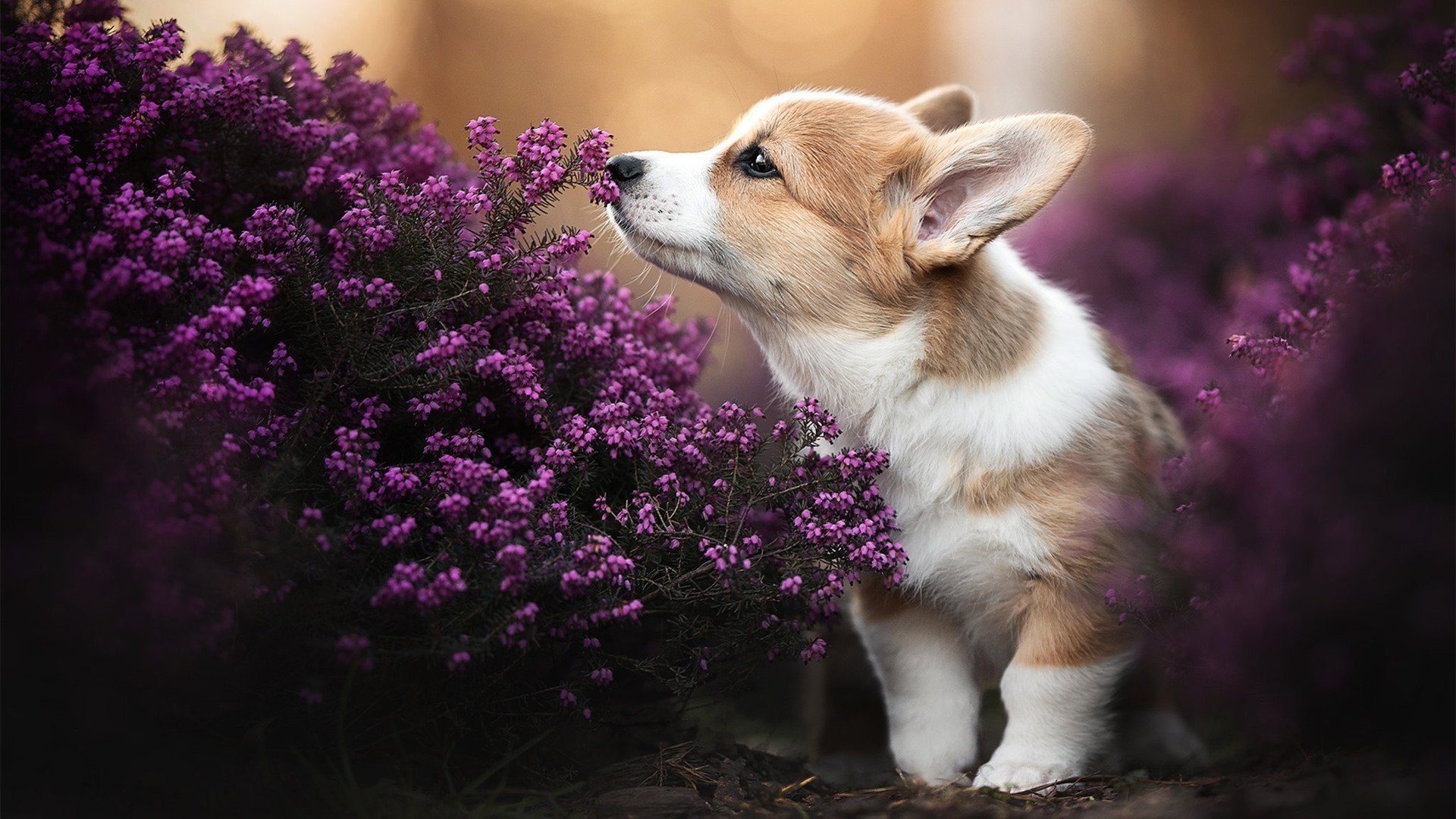 开云体育app-篮球无疆界，从老鹰淘汰广东队，到武切维奇西甲德比主宰战局