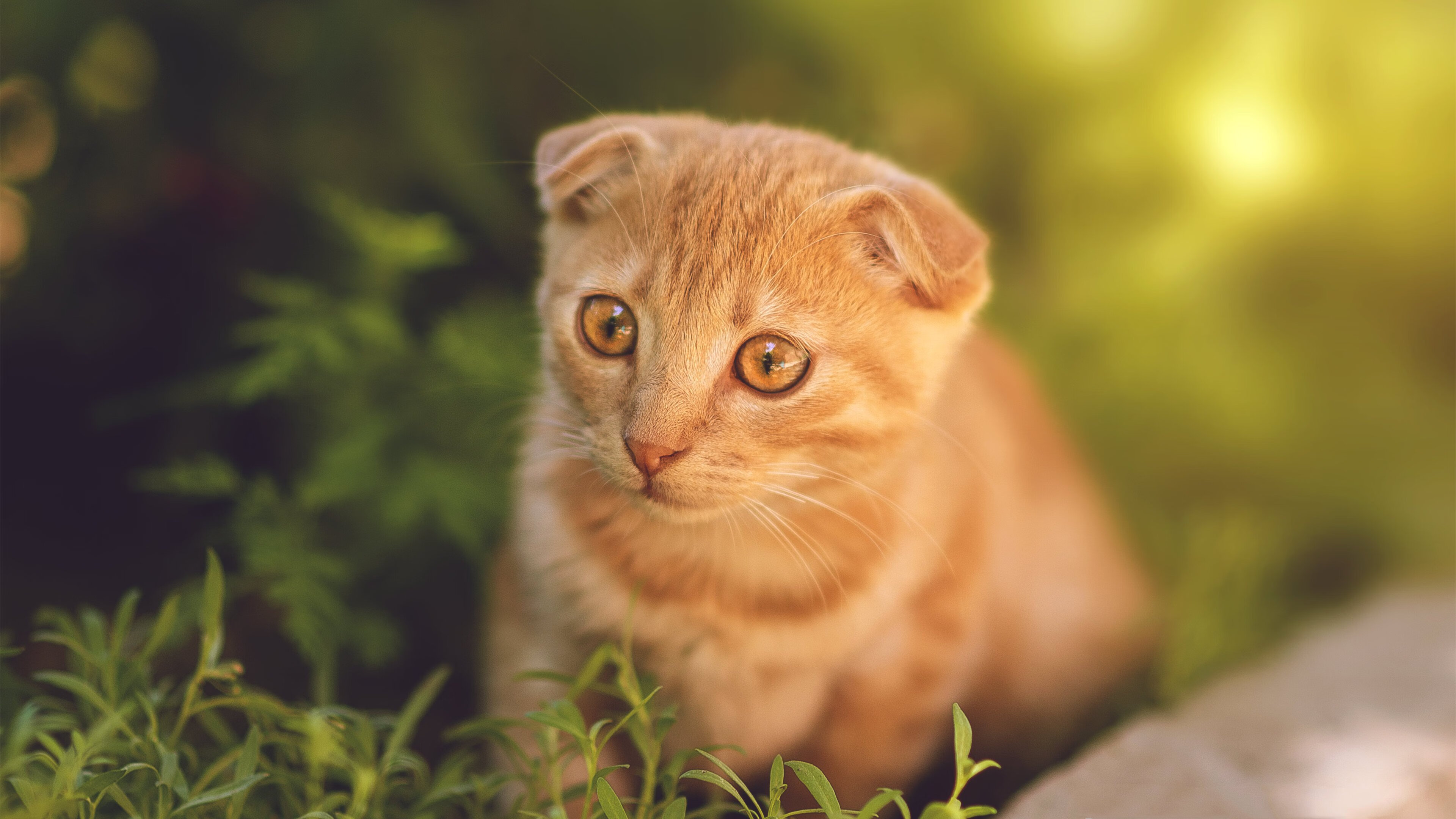 开云体育官网-美加墨世界杯惊魂夜，福登的黄金十分钟改写历史