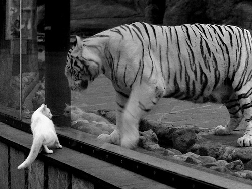 开云体育APP下载-戈麦斯神迹之夜