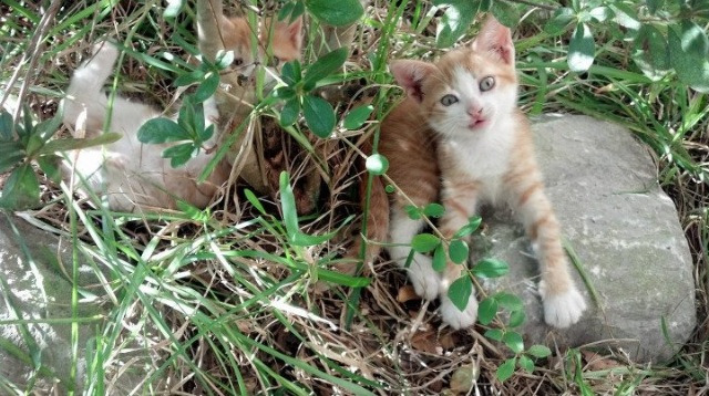 当德国战车熄火,一支篮球军团如何用末节风暴改写足坛剧本