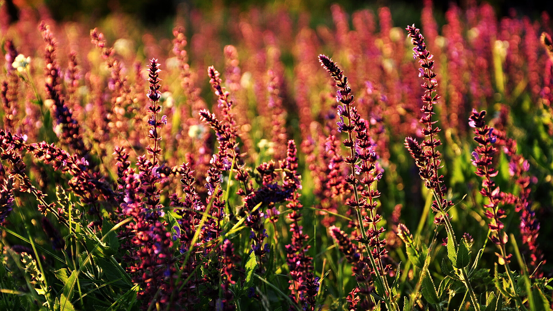 压力铸就辉煌,卡马文加爆发引领皇马巅峰对决战胜利拉齐奥
