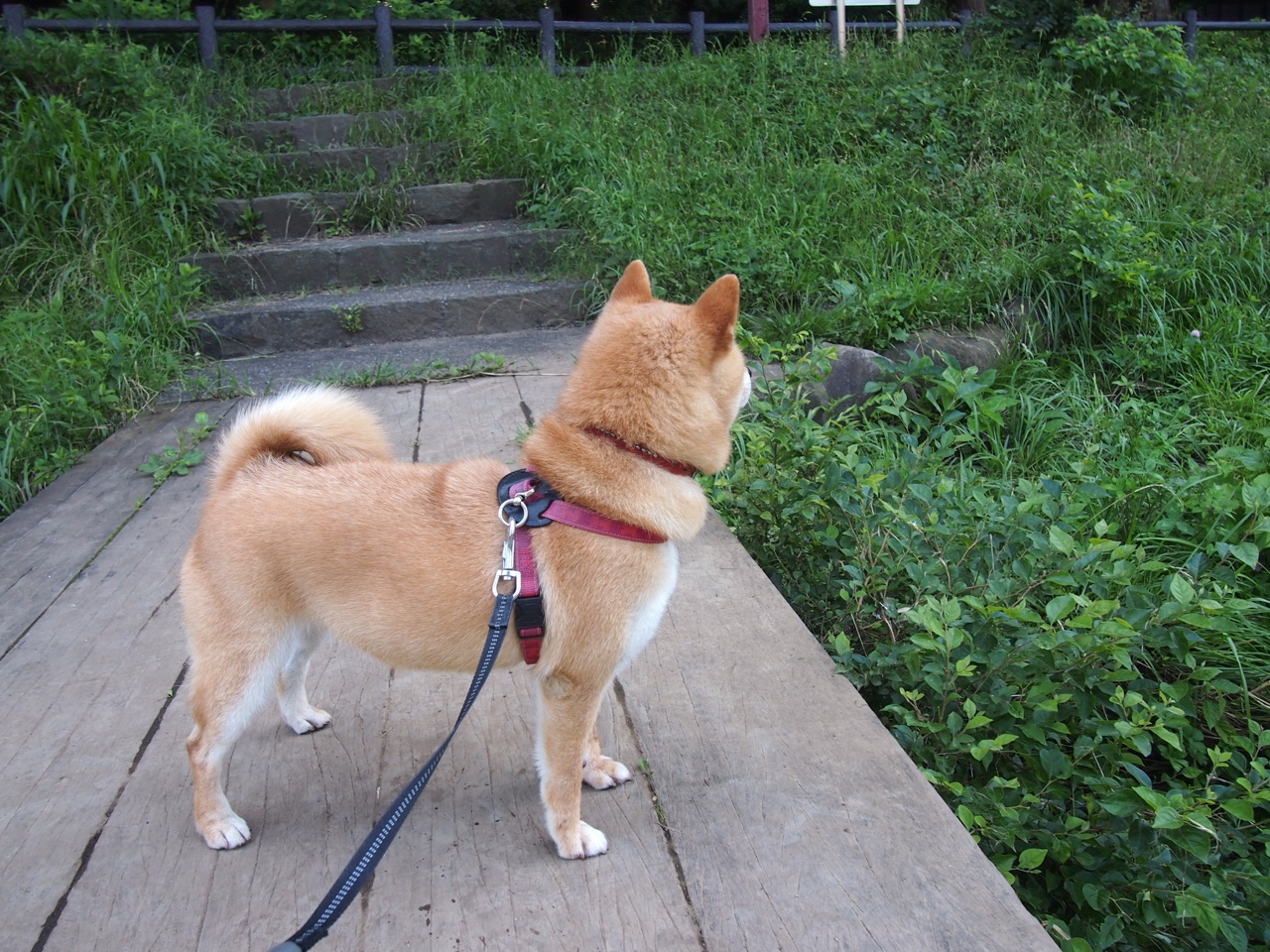 开云体育在线-美加墨之夜，佩德里在绿茵场写下独属的统治法则