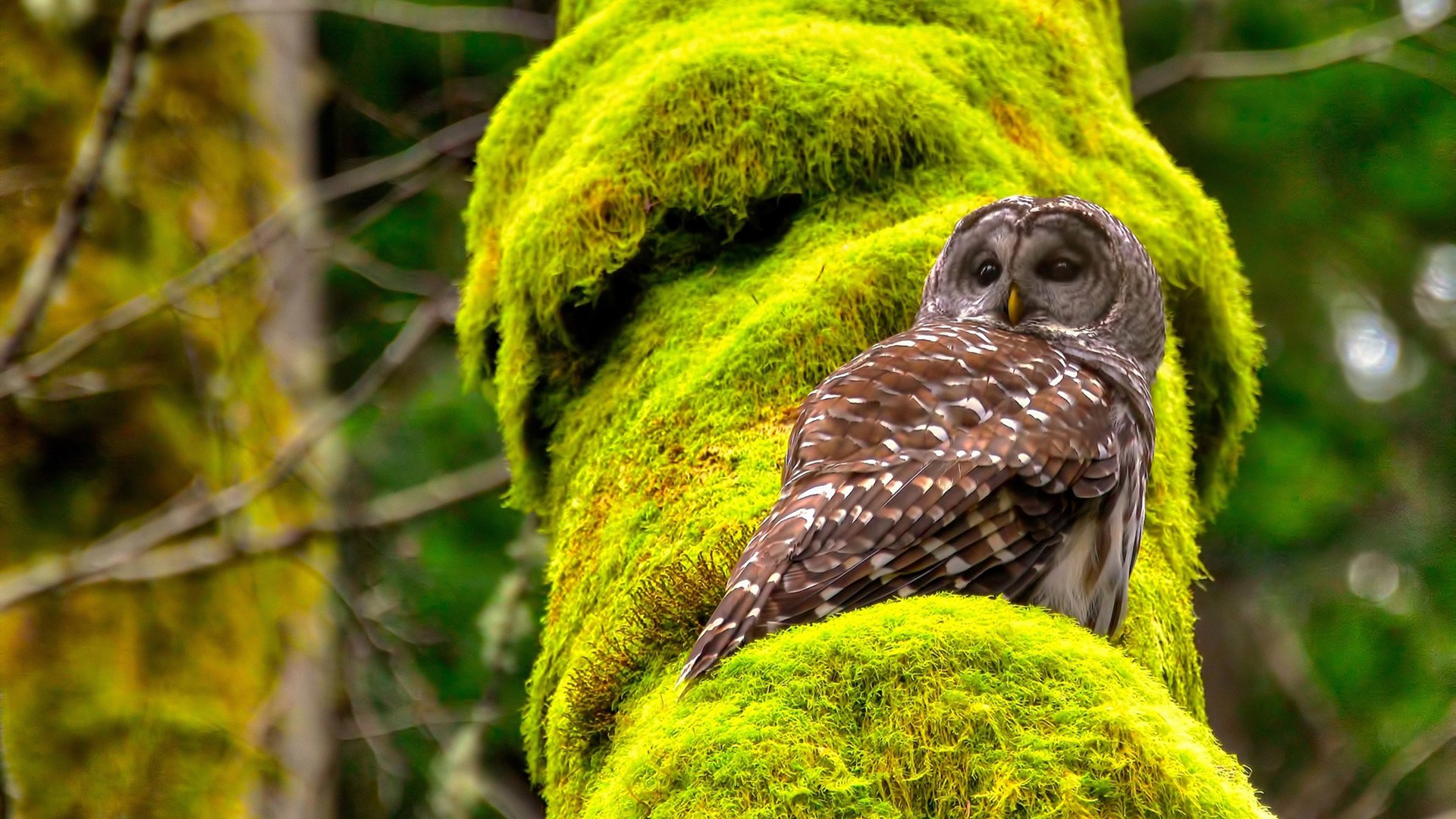 铁壁哈弗茨，当喀麦隆的防守艺术遇见寒锋出鞘的王者
