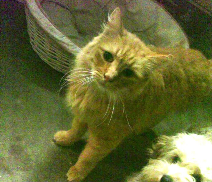 生死逆转,当勒沃库森踏上温布利草皮,库里射出那记杀死比赛的三分