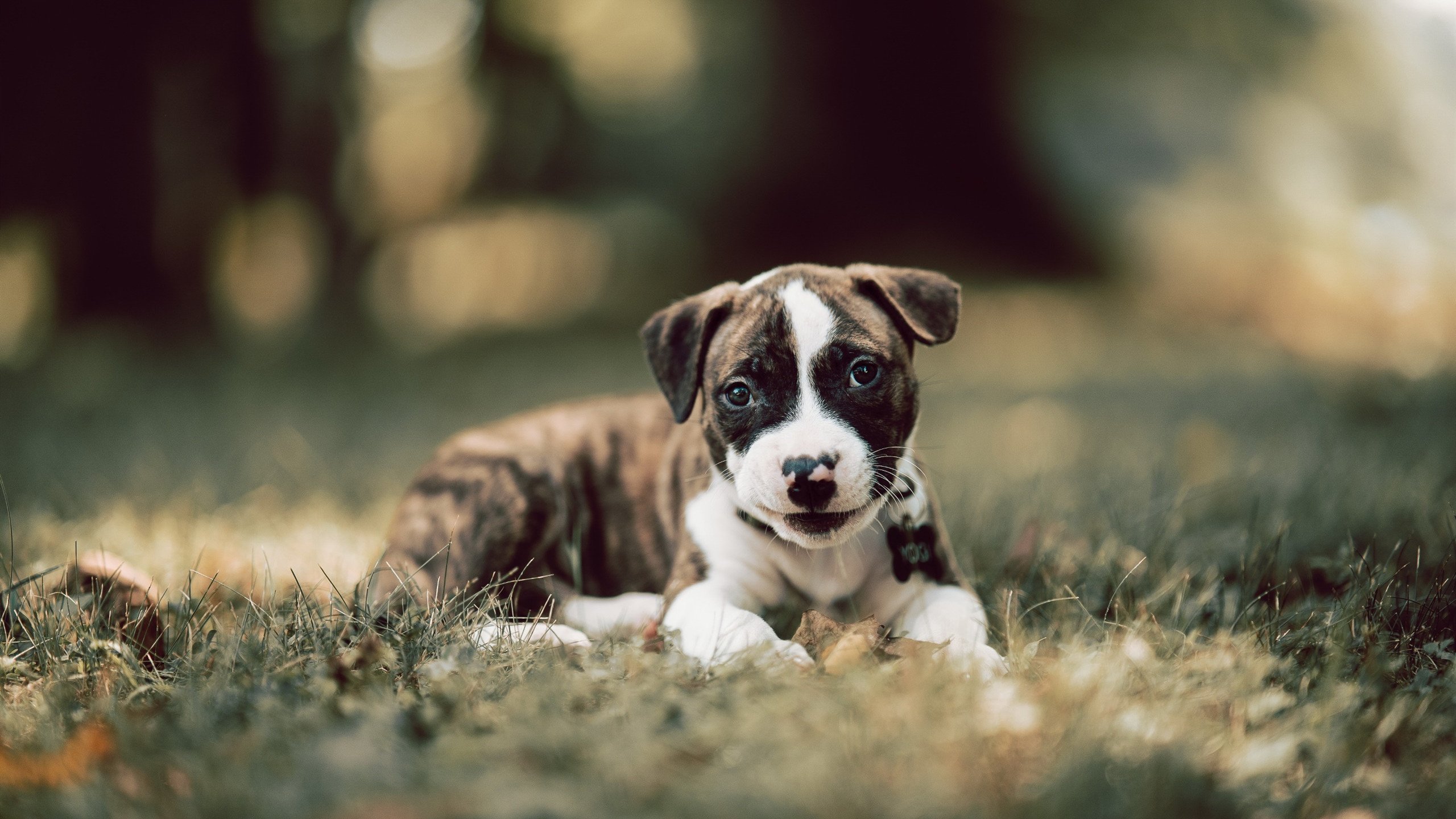 磐石约基奇与暗黑魔术,一场打破常规的胜利