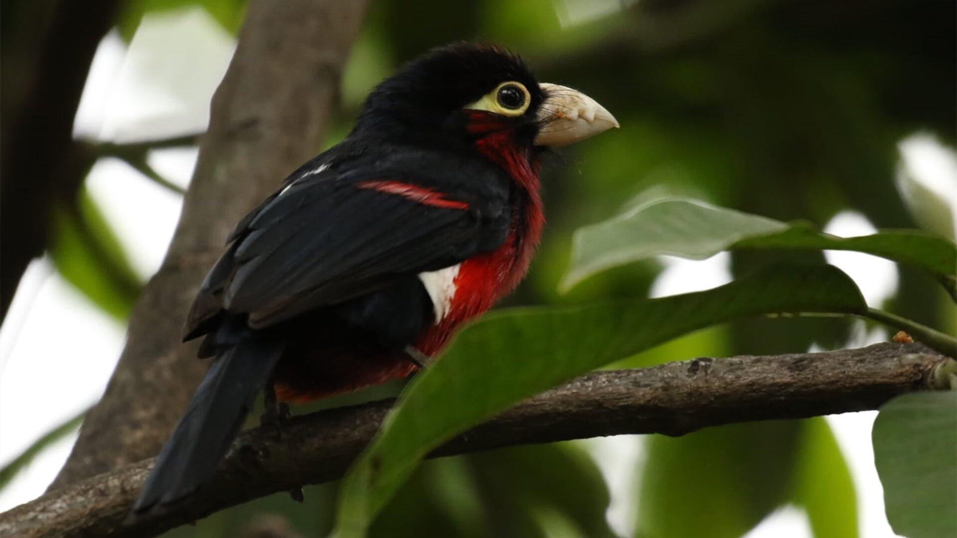 威尔士强势晋级彰显团队韧性，国际米兰奥纳纳化身关键先生