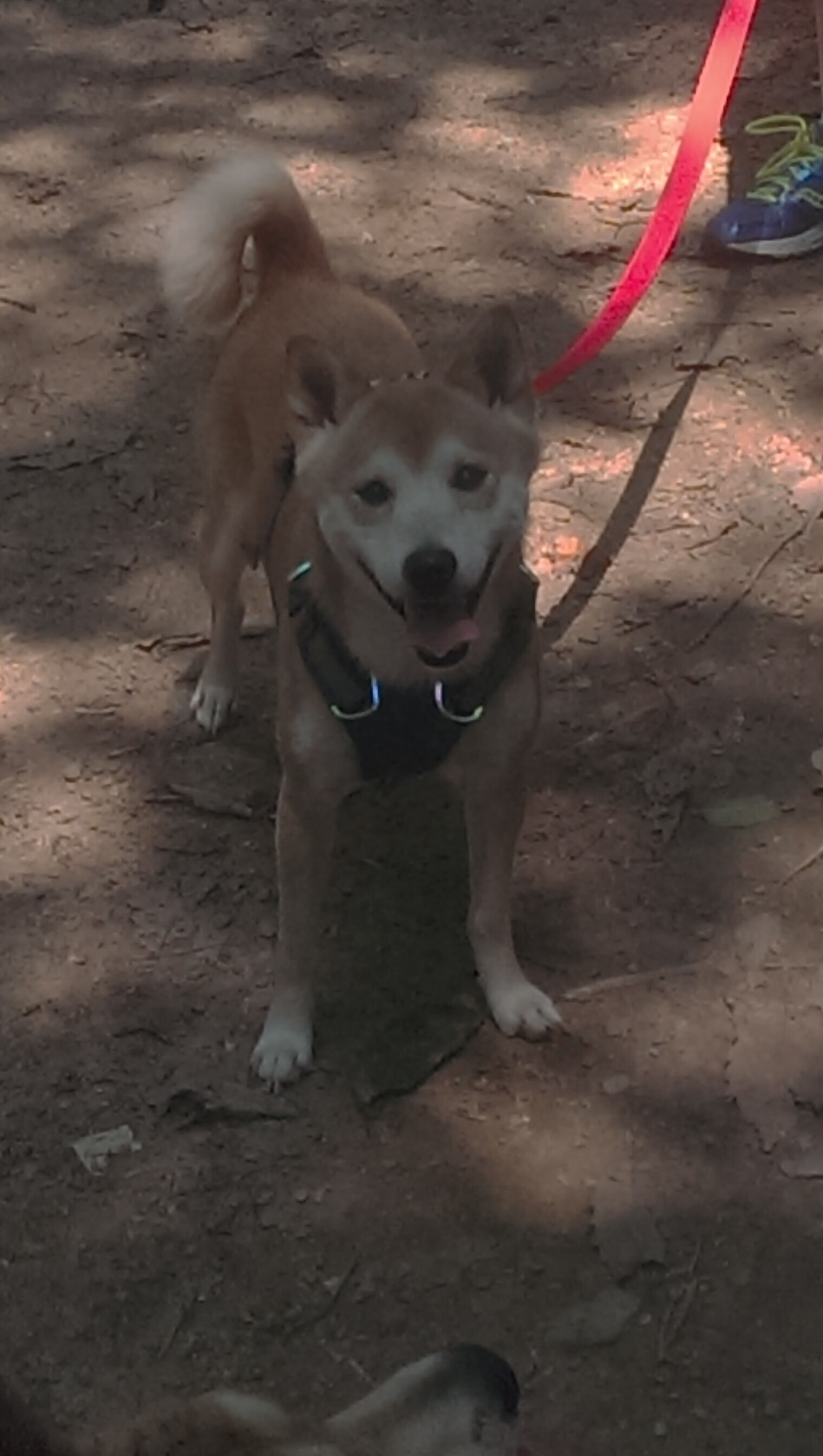 压哨绝杀与数据霸权，当锡安的统治力成为必杀技 锡安肆虐内线狂揽42+18，迈阿密热火读秒绝杀险胜山西 一场个人英雄主义与团队意志的终极对决