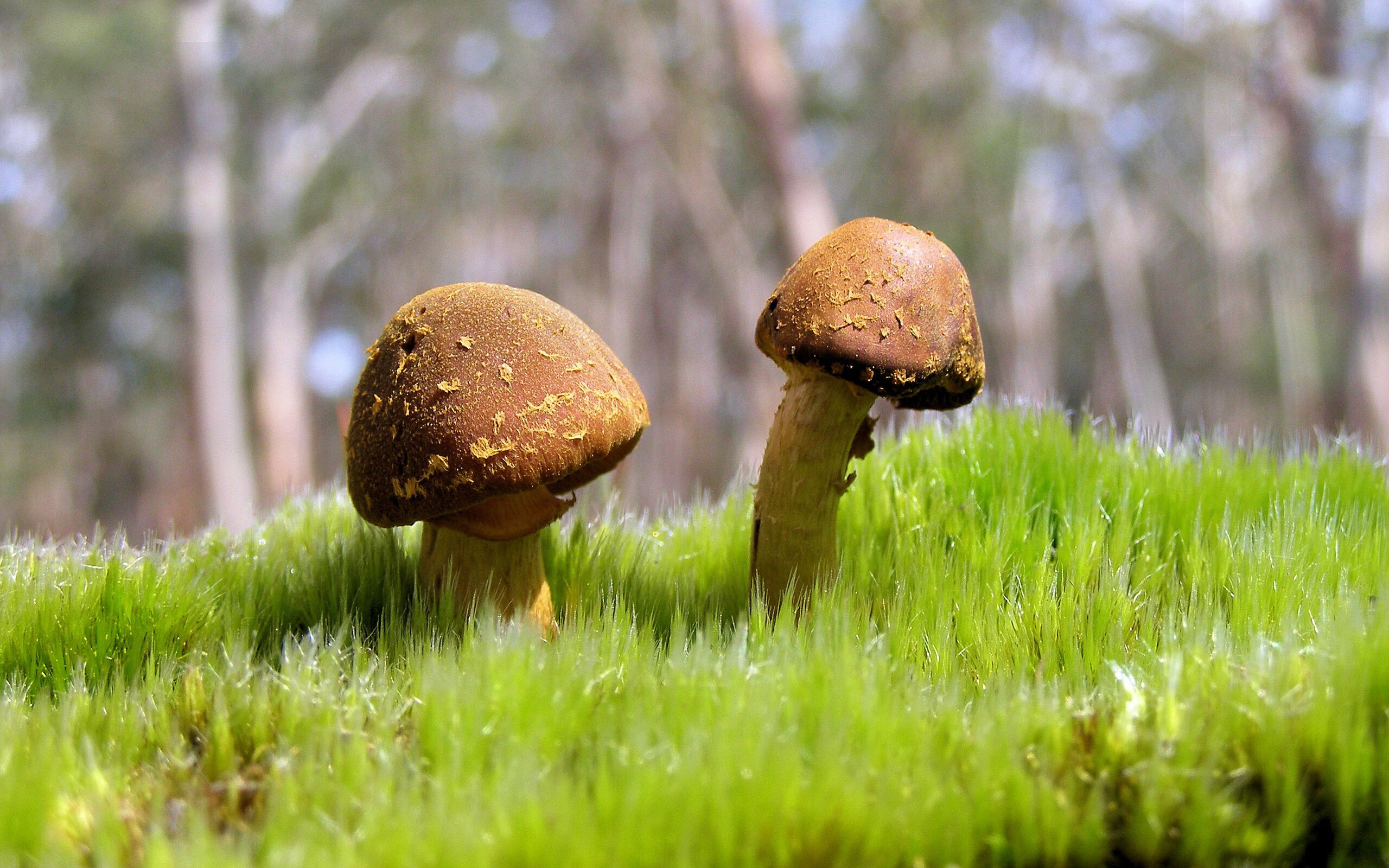 开云体育官网-欧冠半决赛焦点战，黑马神话熔断冰川之心，亚特兰大轻取冰岛豪门