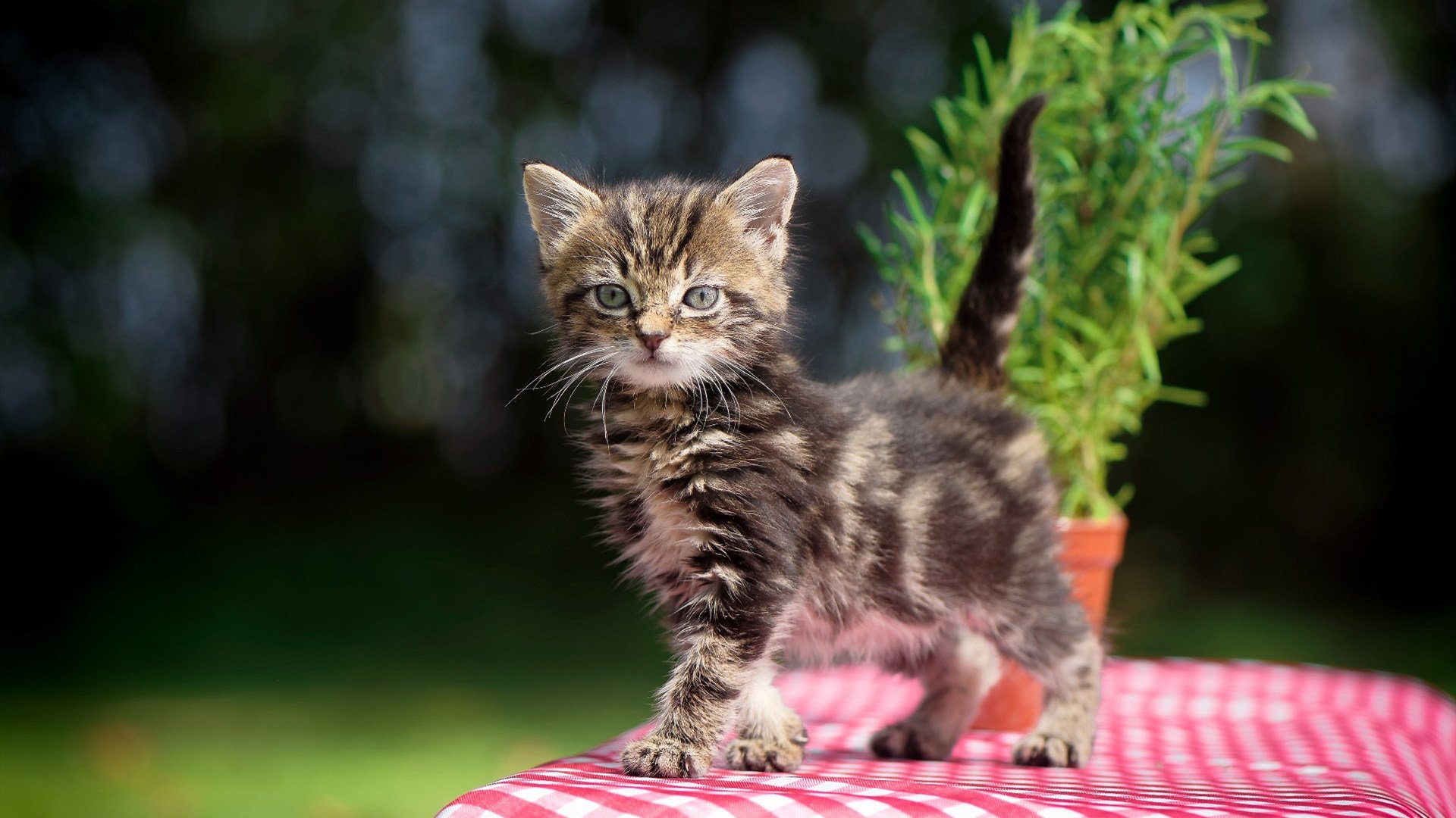 帝国造山师，约基奇季后赛之夜的绝对统治