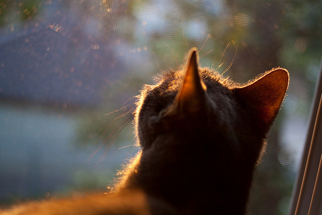 非洲之星与亚平宁灵魂，基耶萨如何成为切尔西南非战略的关键先生